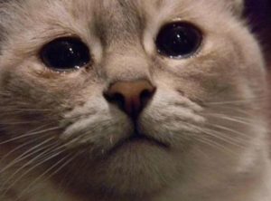youre-not-letting-me-talk-over-you-enough